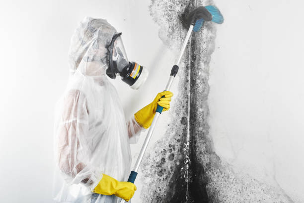 Best Post-Construction Mold Inspection  in Erie, IL