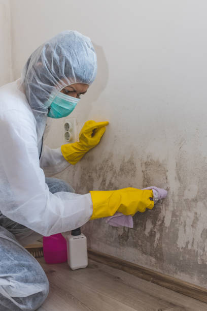 Best Basement Mold Removal  in Erie, IL